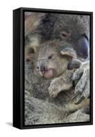 Koala mother with joey, Queensland, Australia-Suzi Eszterhas-Framed Stretched Canvas