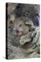 Koala mother with joey, Queensland, Australia-Suzi Eszterhas-Stretched Canvas