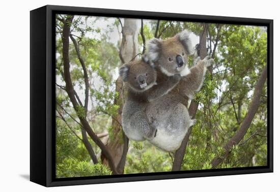 Koala Mother with Piggybacking Young Climbs Up-null-Framed Stretched Canvas