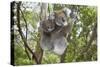 Koala Mother with Piggybacking Young Climbs Up-null-Stretched Canvas