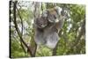 Koala Mother with Piggybacking Young Climbs Up-null-Stretched Canvas