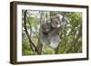 Koala Mother with Piggybacking Young Climbs Up-null-Framed Premium Photographic Print