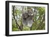 Koala Mother with Piggybacking Young Climbs Up-null-Framed Premium Photographic Print