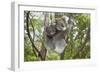 Koala Mother with Piggybacking Young Climbs Up-null-Framed Premium Photographic Print