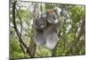 Koala Mother with Piggybacking Young Climbs Up-null-Mounted Premium Photographic Print