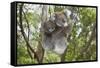 Koala Mother with Piggybacking Young Climbs Up-null-Framed Stretched Canvas