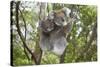 Koala Mother with Piggybacking Young Climbs Up-null-Stretched Canvas