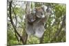 Koala Mother with Piggybacking Young Climbs Up-null-Mounted Photographic Print