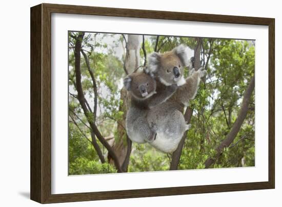 Koala Mother with Piggybacking Young Climbs Up-null-Framed Photographic Print