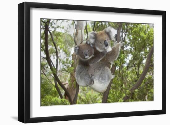 Koala Mother with Piggybacking Young Climbs Up-null-Framed Photographic Print