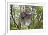 Koala Mother with Piggybacking Young Climbs Up-null-Framed Photographic Print