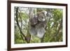 Koala Mother with Piggybacking Young Climbs Up-null-Framed Photographic Print