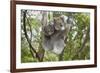 Koala Mother with Piggybacking Young Climbs Up-null-Framed Photographic Print