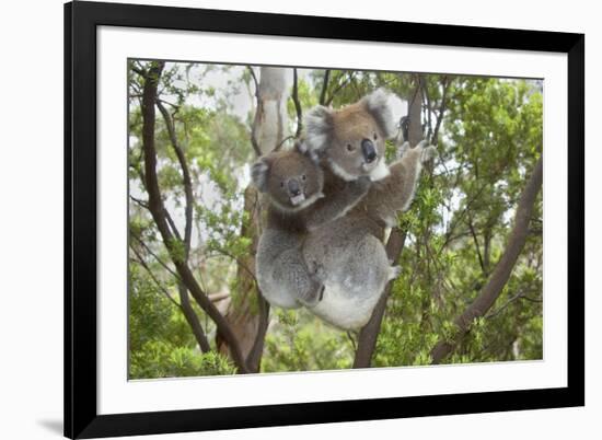 Koala Mother with Piggybacking Young Climbs Up-null-Framed Photographic Print