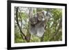 Koala Mother with Piggybacking Young Climbs Up-null-Framed Photographic Print