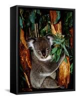 Koala on Eucalyptus, Featherdale Wildlife Park, Sydney, Australia-Cindy Miller Hopkins-Framed Stretched Canvas
