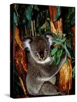 Koala on Eucalyptus, Featherdale Wildlife Park, Sydney, Australia-Cindy Miller Hopkins-Stretched Canvas