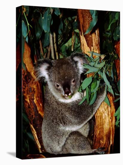 Koala on Eucalyptus, Featherdale Wildlife Park, Sydney, Australia-Cindy Miller Hopkins-Stretched Canvas