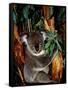 Koala on Eucalyptus, Featherdale Wildlife Park, Sydney, Australia-Cindy Miller Hopkins-Framed Stretched Canvas