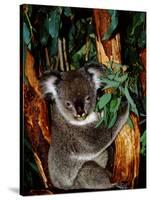 Koala on Eucalyptus, Featherdale Wildlife Park, Sydney, Australia-Cindy Miller Hopkins-Stretched Canvas