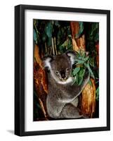 Koala on Eucalyptus, Featherdale Wildlife Park, Sydney, Australia-Cindy Miller Hopkins-Framed Photographic Print