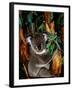 Koala on Eucalyptus, Featherdale Wildlife Park, Sydney, Australia-Cindy Miller Hopkins-Framed Photographic Print