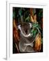 Koala on Eucalyptus, Featherdale Wildlife Park, Sydney, Australia-Cindy Miller Hopkins-Framed Photographic Print