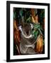 Koala on Eucalyptus, Featherdale Wildlife Park, Sydney, Australia-Cindy Miller Hopkins-Framed Photographic Print