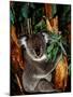 Koala on Eucalyptus, Featherdale Wildlife Park, Sydney, Australia-Cindy Miller Hopkins-Mounted Photographic Print