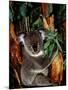 Koala on Eucalyptus, Featherdale Wildlife Park, Sydney, Australia-Cindy Miller Hopkins-Mounted Photographic Print