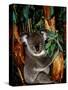 Koala on Eucalyptus, Featherdale Wildlife Park, Sydney, Australia-Cindy Miller Hopkins-Stretched Canvas