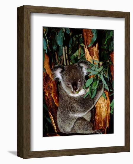 Koala on Eucalyptus, Featherdale Wildlife Park, Sydney, Australia-Cindy Miller Hopkins-Framed Premium Photographic Print