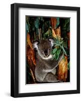 Koala on Eucalyptus, Featherdale Wildlife Park, Sydney, Australia-Cindy Miller Hopkins-Framed Premium Photographic Print