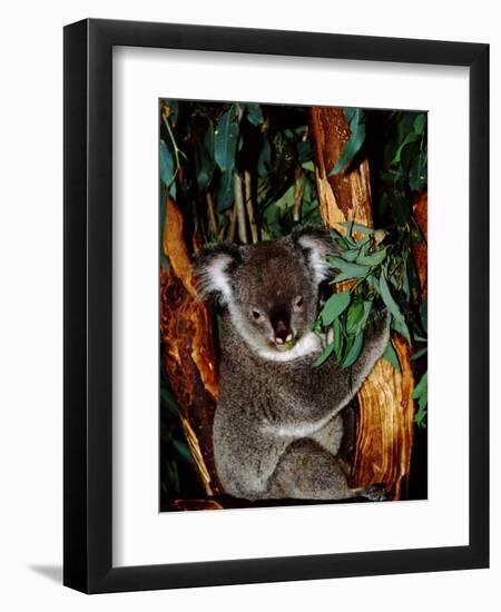 Koala on Eucalyptus, Featherdale Wildlife Park, Sydney, Australia-Cindy Miller Hopkins-Framed Premium Photographic Print