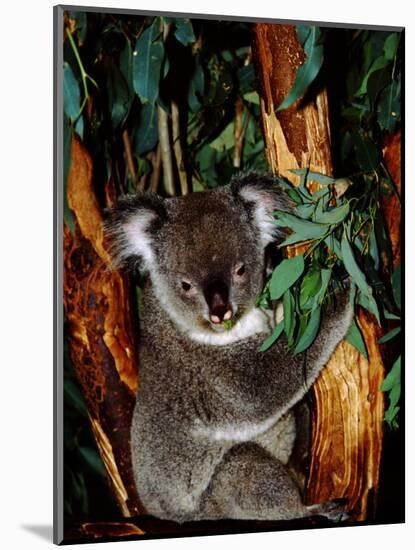 Koala on Eucalyptus, Featherdale Wildlife Park, Sydney, Australia-Cindy Miller Hopkins-Mounted Premium Photographic Print