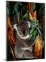 Koala on Eucalyptus, Featherdale Wildlife Park, Sydney, Australia-Cindy Miller Hopkins-Mounted Premium Photographic Print