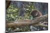 Koala on tree branch sleeping in rain, Victoria, Australia-Doug Gimesy-Mounted Photographic Print