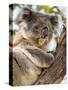 Koala, Ottway National Park, Victoria, Australia-Mark Mawson-Stretched Canvas
