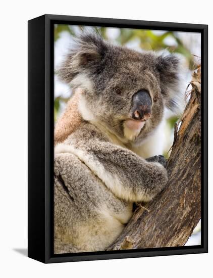 Koala, Ottway National Park, Victoria, Australia-Mark Mawson-Framed Stretched Canvas