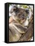 Koala, Ottway National Park, Victoria, Australia-Mark Mawson-Framed Stretched Canvas