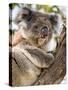 Koala, Ottway National Park, Victoria, Australia-Mark Mawson-Stretched Canvas