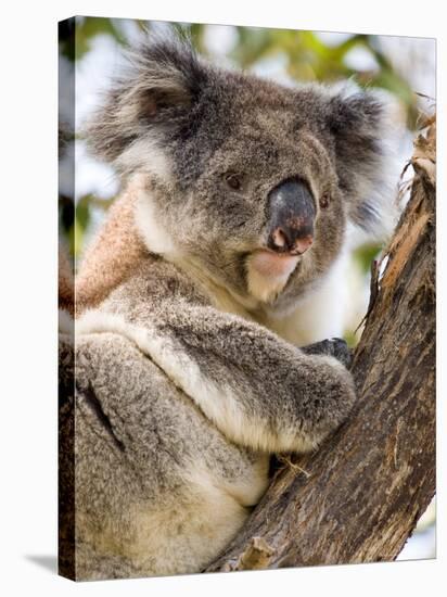 Koala, Ottway National Park, Victoria, Australia-Mark Mawson-Stretched Canvas