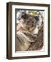 Koala, Ottway National Park, Victoria, Australia-Mark Mawson-Framed Photographic Print