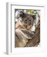 Koala, Ottway National Park, Victoria, Australia-Mark Mawson-Framed Photographic Print