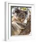 Koala, Ottway National Park, Victoria, Australia-Mark Mawson-Framed Photographic Print