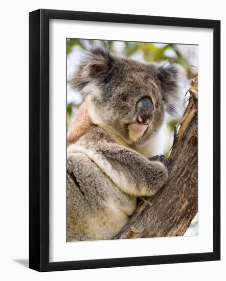 Koala, Ottway National Park, Victoria, Australia-Mark Mawson-Framed Photographic Print