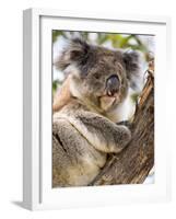 Koala, Ottway National Park, Victoria, Australia-Mark Mawson-Framed Photographic Print