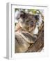 Koala, Ottway National Park, Victoria, Australia-Mark Mawson-Framed Photographic Print