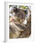 Koala, Ottway National Park, Victoria, Australia-Mark Mawson-Framed Photographic Print