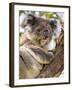 Koala, Ottway National Park, Victoria, Australia-Mark Mawson-Framed Photographic Print